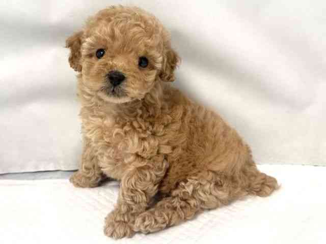 大阪府のトイプードル(トイ) (ひごペットフレンドリー堺プラットプラット店/2026年2月8日生まれ/女の子/アプリコット)の子犬の3枚目の画像