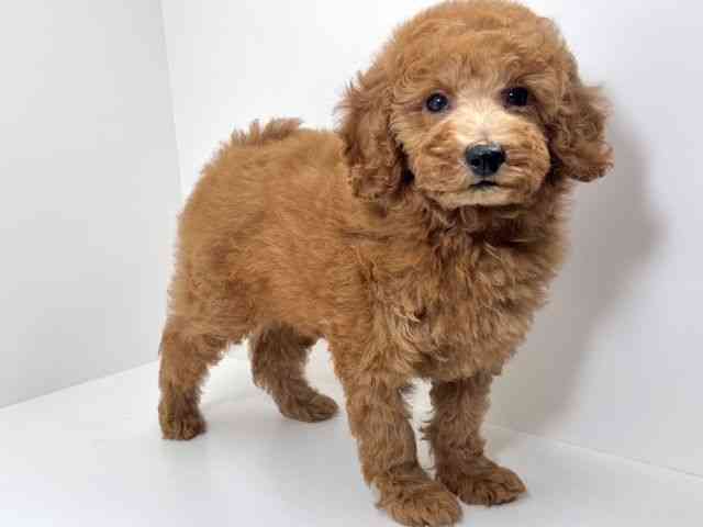 京都府のスタンダードプードル (ひごペットフレンドリーイズミヤショッピングセンター八幡店/2026年2月10日生まれ/男の子/レッド)の子犬の3枚目の画像