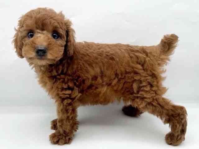 奈良県のトイプードル(トイ) (ひごペットフレンドリートナリエ大和高田店/2026年2月10日生まれ/女の子/レッドフォーン)の子犬の3枚目の画像