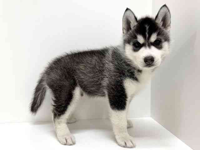 大阪府のシベリアンハスキー (ひごペットフレンドリーくずはモール店/2026年2月11日生まれ/男の子/ブラックホワイト)の子犬の3枚目の画像