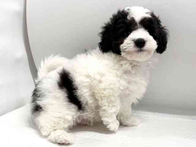 京都府のトイプードル(トイ) (ひごペットフレンドリー京都店/2026年2月8日生まれ/男の子/ホワイトブラック)の子犬の3枚目の画像