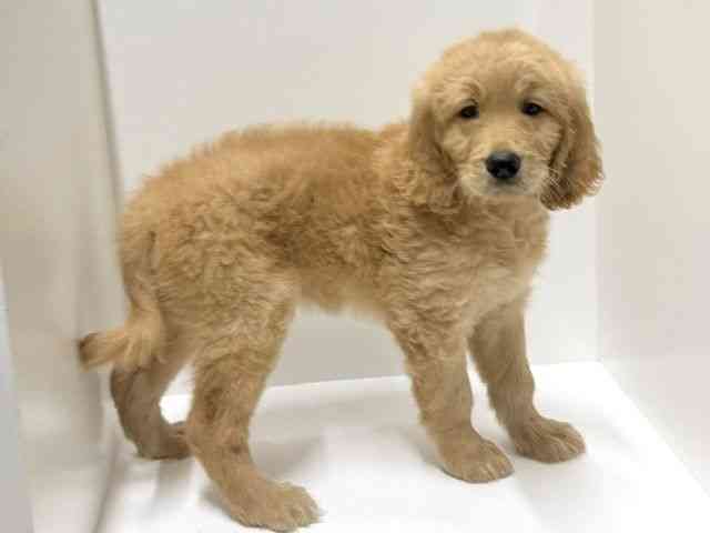 奈良県のゴールデンドゥードゥル(ゴールデン×プードル) (ひごペットフレンドリー田原本店/2026年2月9日生まれ/男の子/アプリコット)の子犬の3枚目の画像