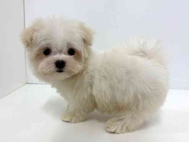 大阪府のマルチーズ (ひごペットフレンドリーベルファⅡ都島店/2026年2月11日生まれ/男の子/ホワイト)の子犬の3枚目の画像