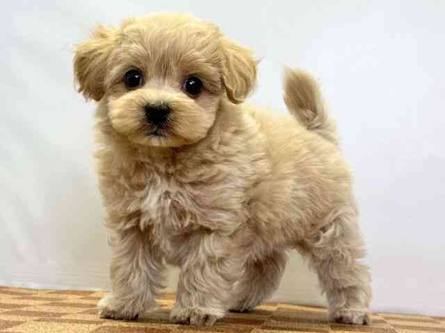 愛媛県のマルプー(マルチーズ×プードル) (ひごペットフレンドリーエミフルMASAKI店/2026年2月14日生まれ/男の子/アプリコット)の子犬の3枚目の画像