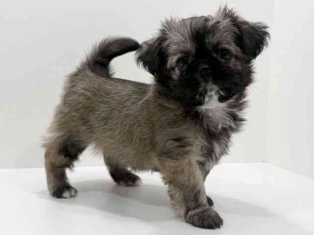 広島県のチワズー/チワシーズ(チワワ×シーズー) (ひごペットフレンドリーフジグラン神辺店/2026年2月13日生まれ/女の子/フォーン)の子犬の3枚目の画像