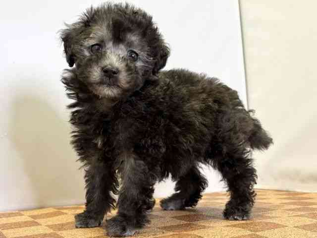 愛媛県のトイプードル(トイ) (ひごペットフレンドリーエミフルMASAKI店/2026年2月15日生まれ/女の子/シルバー)の子犬の3枚目の画像