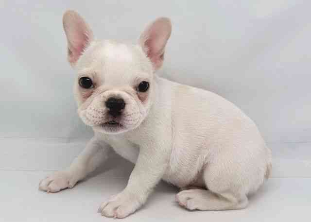 鳥取県のフレンチブルドッグ (ひごペットフレンドリーイオンモール鳥取北店/2026年2月13日生まれ/女の子/クリーム)の子犬の3枚目の画像