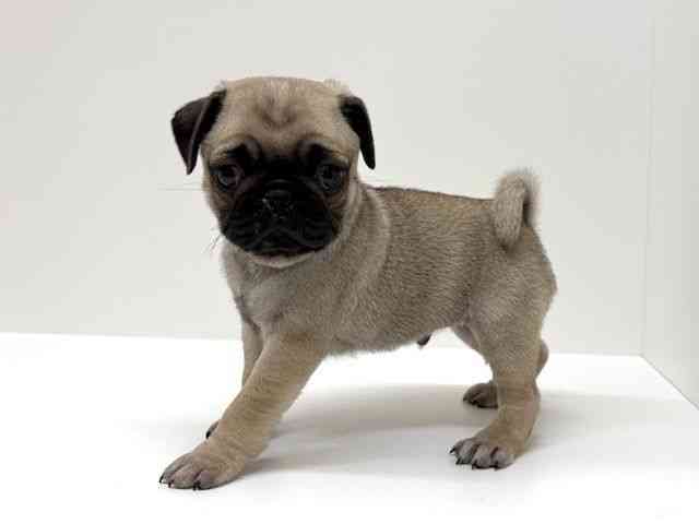 兵庫県のパグ (ひごペットフレンドリーブルメールHAT神戸店/2026年2月14日生まれ/男の子/フォーン)の子犬の3枚目の画像