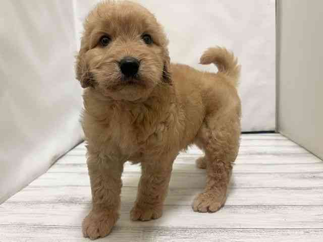 和歌山県のゴールデンドゥードゥル(ゴールデン×プードル) (ひごペットフレンドリーパームシティ和歌山店/2026年2月15日生まれ/男の子/ゴールデン)の子犬の3枚目の画像
