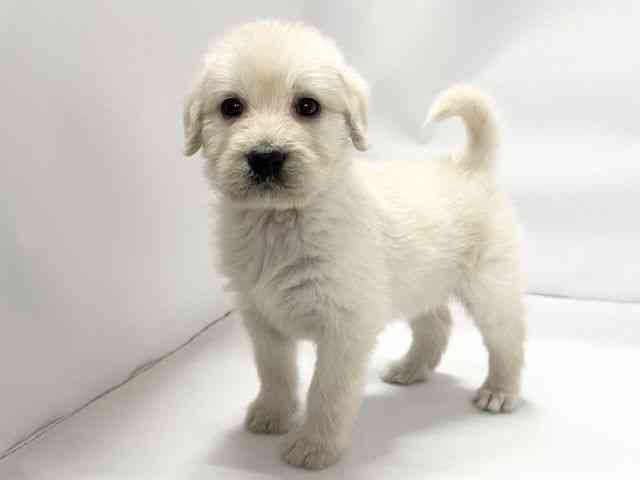 愛媛県のゴールデンドゥードゥル(ゴールデン×プードル) (ひごペットフレンドリーイオンモール今治新都市店/2026年2月15日生まれ/男の子/ゴールデン)の子犬の3枚目の画像