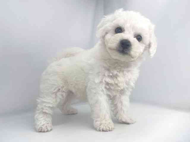 兵庫県のビションフリーゼ (ひごペットフレンドリーイオンタウン加古川店/2026年2月15日生まれ/男の子/ホワイト)の子犬の3枚目の画像