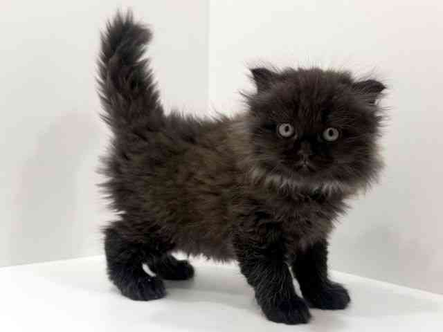 広島県のスコティッシュフォールド (ひごペットフレンドリーフジグラン神辺店/2026年2月14日生まれ/男の子/ブラック)の子猫の3枚目の画像