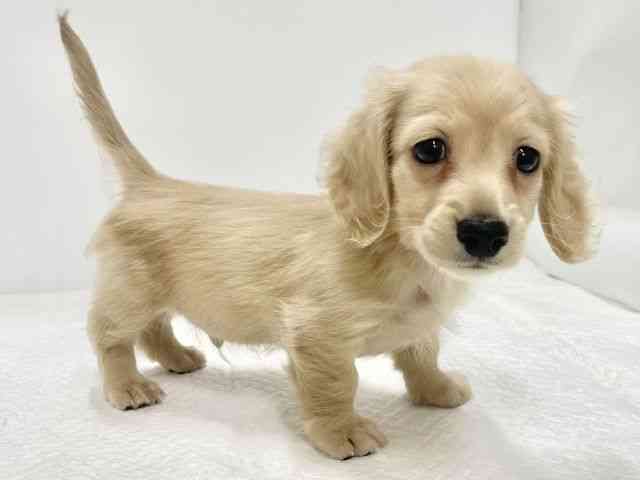 高知県のカニンヘンダックスフンド(ロング) (ひごペットフレンドリーイオンモール高知店/2026年2月15日生まれ/男の子/イエロー)の子犬の3枚目の画像