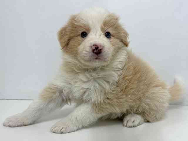 大阪府のボーダーコリー (ひごペットフレンドリーベルファⅡ都島店/2026年2月12日生まれ/男の子/レッドホワイト)の子犬の3枚目の画像