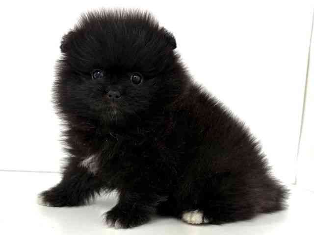 大阪府のポメラニアン (ひごペットフレンドリーベルファⅡ都島店/2026年2月14日生まれ/男の子/ブラックホワイト)の子犬の3枚目の画像