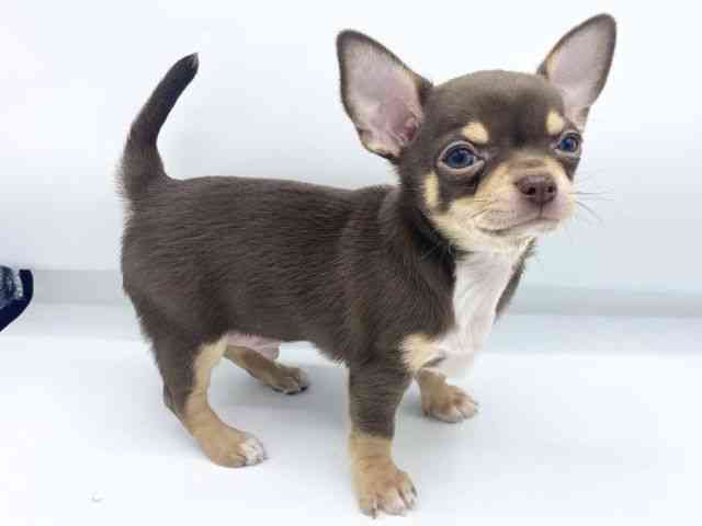 大阪府のチワワ(スムース) (ひごペットフレンドリーららぽーとEXPOCITY店/2026年2月14日生まれ/男の子/チョコレートタン)の子犬の3枚目の画像