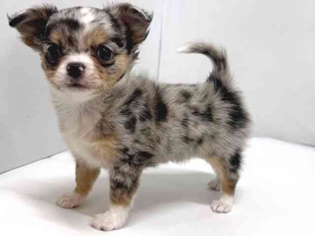 奈良県のチワワ(ロング) (ひごペットフレンドリー奈良パワーシティ店/2026年2月13日生まれ/男の子/ブルーマール)の子犬の3枚目の画像