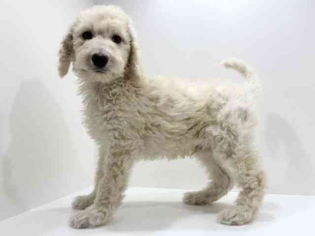 広島県のスタンダードプードル (ひごペットフレンドリーフジグラン神辺店/2026年2月14日生まれ/男の子/ペールフォーン)の子犬の3枚目の画像