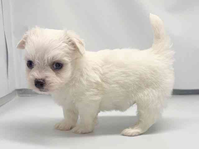 京都府のチワマル/マルチワ(チワワ×マルチーズ) (ひごペットフレンドリー洛北阪急スクエア店/2026年2月14日生まれ/男の子/クリーム)の子犬の3枚目の画像