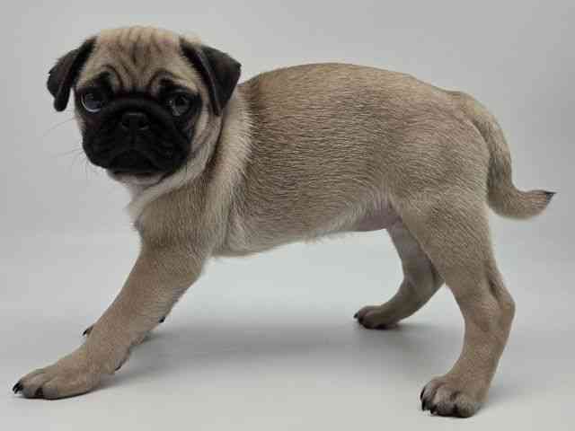 島根県のパグ (ひごペットフレンドリーイオンモール出雲店/2026年2月13日生まれ/女の子/フォーン)の子犬の3枚目の画像