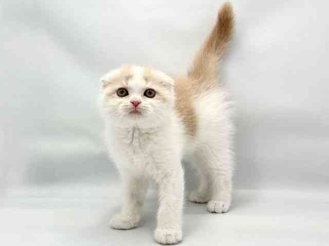 大阪府のスコティッシュフォールド (ひごペットフレンドリー東淀川店/2026年2月14日生まれ/女の子/クリームタビーホワイト)の子猫の3枚目の画像