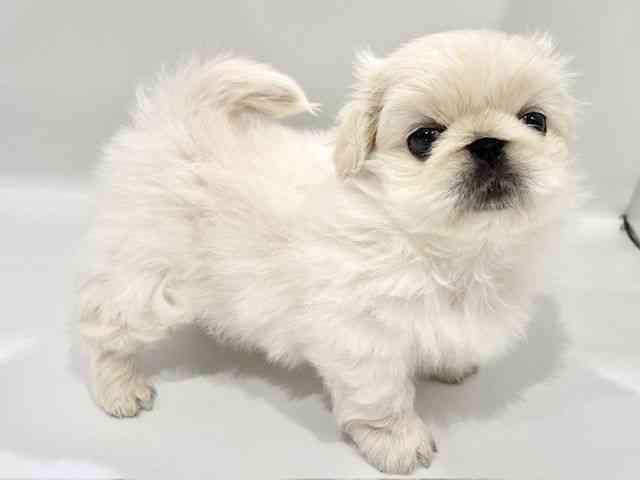 大阪府のペキニーズ (ひごペットフレンドリーイオンタウン豊中庄内店/2026年2月14日生まれ/男の子/ホワイト)の子犬の3枚目の画像