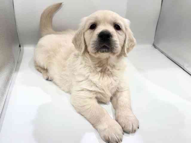 大阪府のゴールデンレトリバー (ひごペットフレンドリーイオンタウン豊中庄内店/2026年2月14日生まれ/女の子/クリーム)の子犬の3枚目の画像