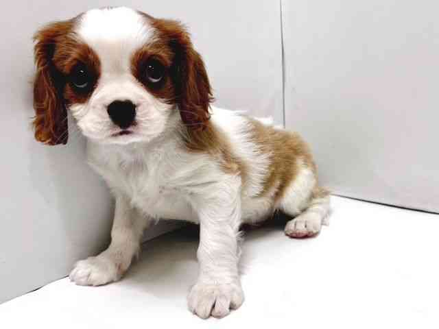 奈良県のキャバリアキングチャールズスパニエル (ひごペットフレンドリー奈良パワーシティ店/2026年2月13日生まれ/男の子/ブレンハイム)の子犬の3枚目の画像