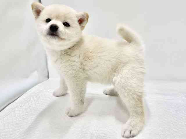 高知県の柴犬(標準サイズ) (ひごペットフレンドリーイオンモール高知店/2026年2月13日生まれ/女の子/白)の子犬の3枚目の画像