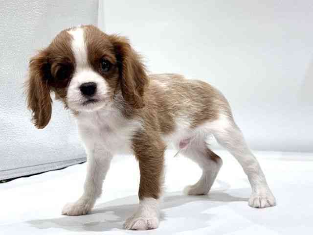 愛知県のキャバリアキングチャールズスパニエル (ひごペットフレンドリーヴィアモール アピタ江南西店/2026年2月14日生まれ/男の子/ブレンハイム)の子犬の3枚目の画像