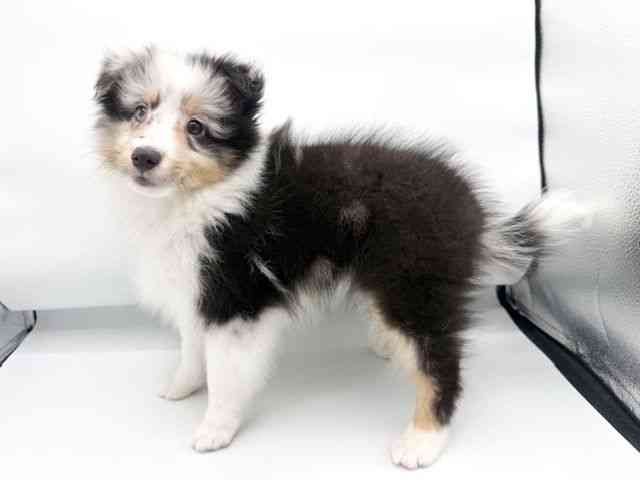 大阪府のシェットランドシープドッグ (ひごペットフレンドリーららぽーとEXPOCITY店/2026年2月13日生まれ/男の子/ブルーマール)の子犬の3枚目の画像