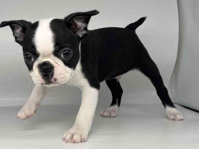 徳島県のボストンテリア (ひごペットフレンドリーゆめタウン徳島店/2026年2月13日生まれ/男の子/ボストンカラー)の子犬の3枚目の画像