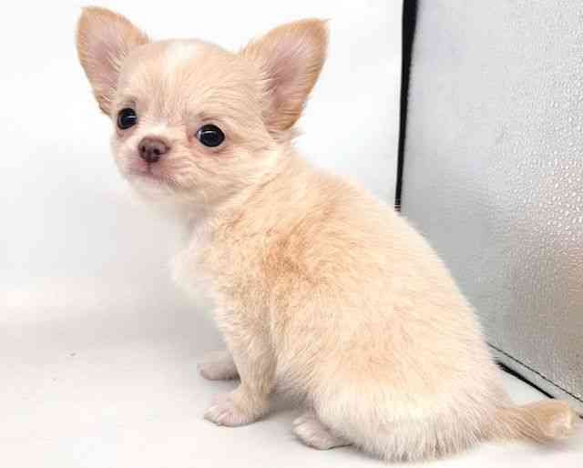 大阪府のチワワ(ロング) (ひごペットフレンドリー瓜破店/2026年2月8日生まれ/女の子/ゴールドホワイト)の子犬の3枚目の画像