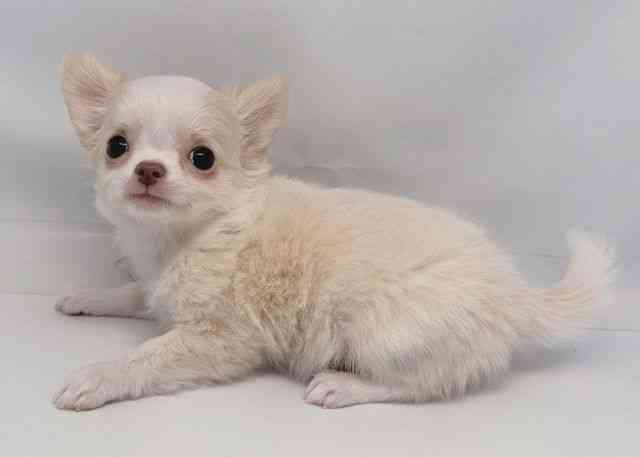 鳥取県のチワワ(ロング) (ひごペットフレンドリーイオンモール鳥取北店/2026年2月8日生まれ/女の子/ゴールドホワイト)の子犬の3枚目の画像