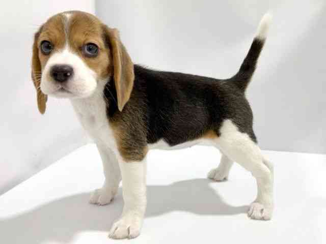 大阪府のビーグル (ひごペットフレンドリーイズミヤショッピングセンター千里丘店/2026年2月15日生まれ/女の子/ブラックタンホワイト)の子犬の3枚目の画像