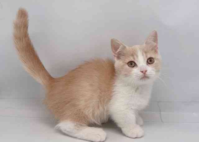 鳥取県のマンチカン (ひごペットフレンドリーイオンモール鳥取北店/2026年2月10日生まれ/男の子/クリームタビーホワイト)の子猫の3枚目の画像