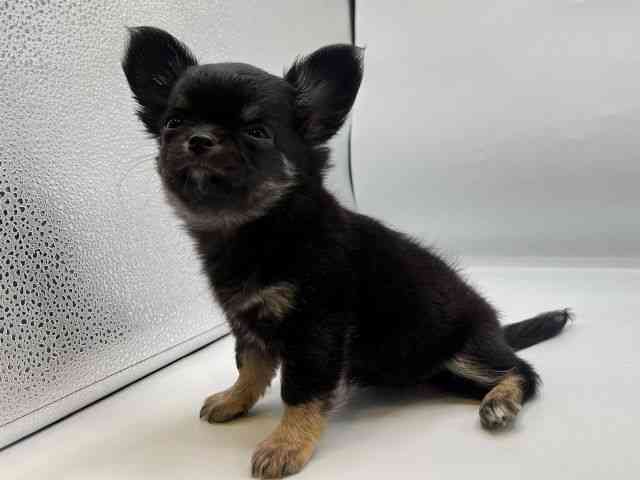 香川県のチワワ(ロング) (ひごペットフレンドリーゆめタウン高松店/2026年2月13日生まれ/女の子/ブラックタン)の子犬の3枚目の画像