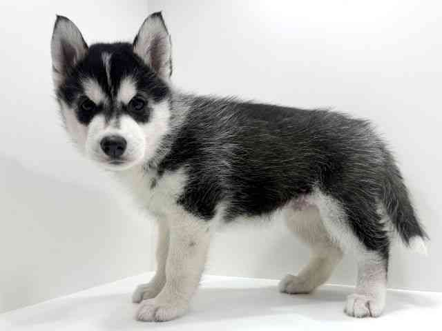 広島県のシベリアンハスキー (ひごペットフレンドリーフジグラン神辺店/2026年2月15日生まれ/男の子/ブラックホワイト)の子犬の3枚目の画像