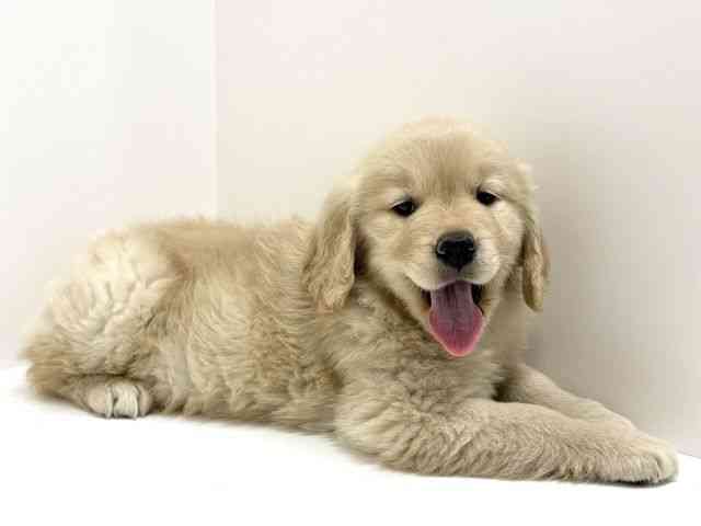 大阪府のゴールデンレトリバー (ひごペットフレンドリーくずはモール店/2026年2月14日生まれ/女の子/ゴールデン)の子犬の3枚目の画像