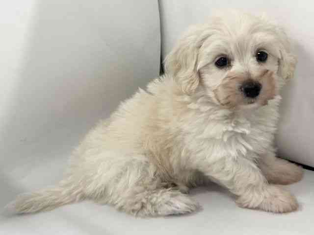 京都府のマルックス(マルチーズ×ダックス) (ひごペットフレンドリー京都店/2026年2月15日生まれ/男の子/クリーム)の子犬の3枚目の画像