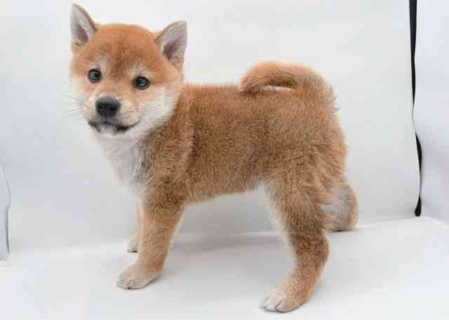 島根県の柴犬(標準サイズ) (ひごペットフレンドリーイオン松江ショッピングセンター店/2026年2月13日生まれ/男の子/赤)の子犬の3枚目の画像