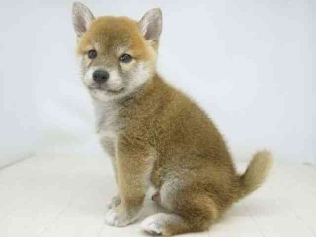 福岡県の柴犬(標準サイズ) (ひごペットフレンドリーゆめタウン筑紫野店/2026年2月13日生まれ/男の子/赤)の子犬の3枚目の画像