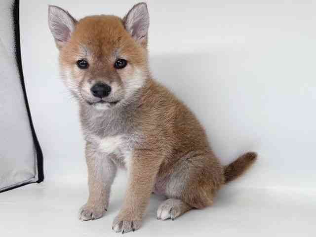 大阪府の柴犬(標準サイズ) (ひごペットフレンドリー瓜破店/2026年2月13日生まれ/男の子/赤)の子犬の3枚目の画像