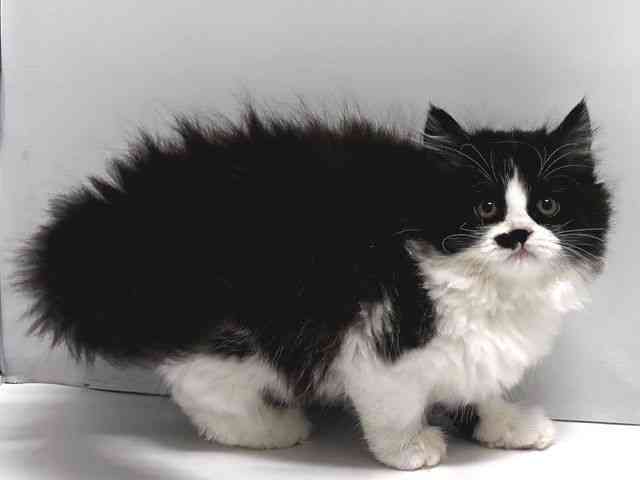 奈良県のスコティッシュフォールド (ひごペットフレンドリー奈良パワーシティ店/2026年2月14日生まれ/女の子/ブラックスモークホワイト)の子猫の3枚目の画像