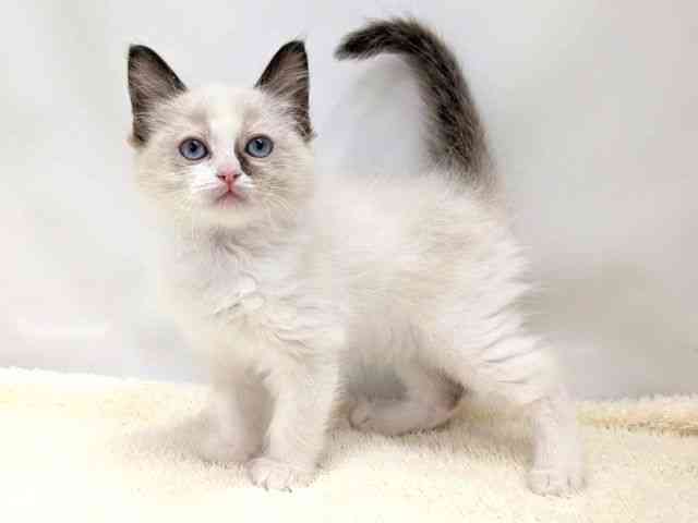 広島県のラグドール (ひごペットフレンドリーゆめタウン廿日市店/2026年2月12日生まれ/女の子/シールポイントバイカラー)の子猫の3枚目の画像