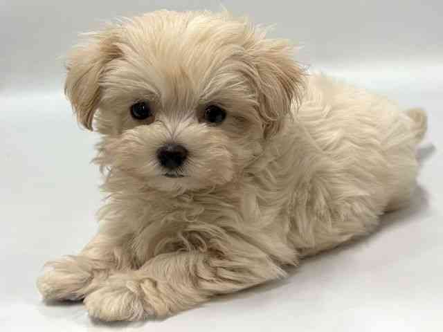 京都府のマルプー(マルチーズ×プードル) (ひごペットフレンドリー京都店/2026年2月14日生まれ/男の子/クリーム)の子犬の3枚目の画像