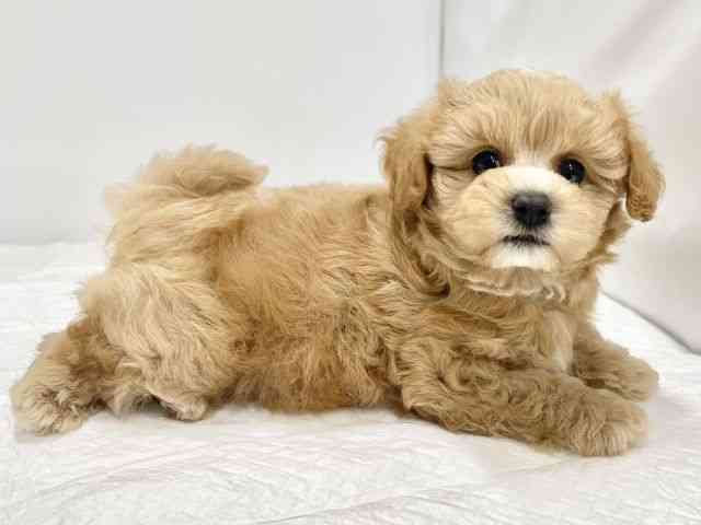 高知県のマルプー(マルチーズ×プードル) (ひごペットフレンドリーイオンモール高知店/2026年2月12日生まれ/男の子/クリーム)の子犬の3枚目の画像