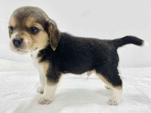 高知県のビーグル (ひごペットフレンドリーイオンモール高知店/2026年2月15日生まれ/男の子/ブラックタンホワイト)の子犬の3枚目の画像