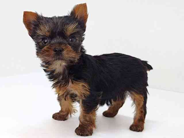 大阪府のヨークシャーテリア (ひごペットフレンドリーいこらもーる泉佐野店/2026年2月13日生まれ/女の子/スチールブルータン)の子犬の3枚目の画像