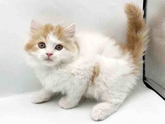 奈良県のスコティッシュフォールド (ひごペットフレンドリートナリエ大和高田店/2026年2月14日生まれ/男の子/レッドタビーホワイト)の子猫の3枚目の画像